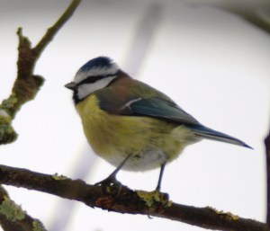 Blue Tit