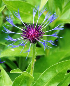 Nikon D80 at Barnsdale in Rutland 2013