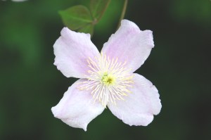 Rutland (June 2013) (11)