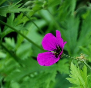 Rutland (June 2013) (13)