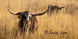 Long Horn cattle by Jess Lee