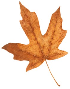 Autumn leaf